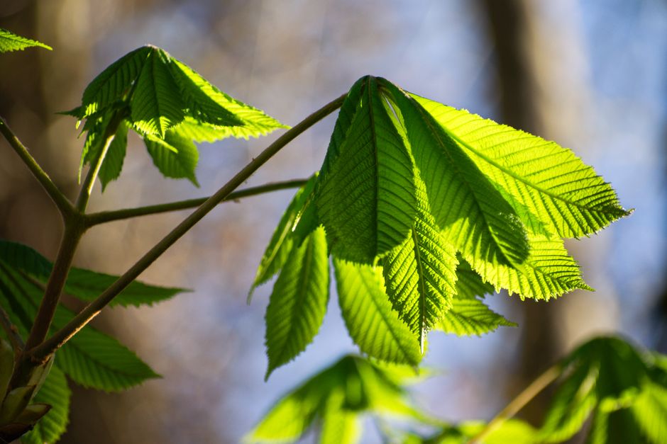 sunlight through fresh spring leaves
